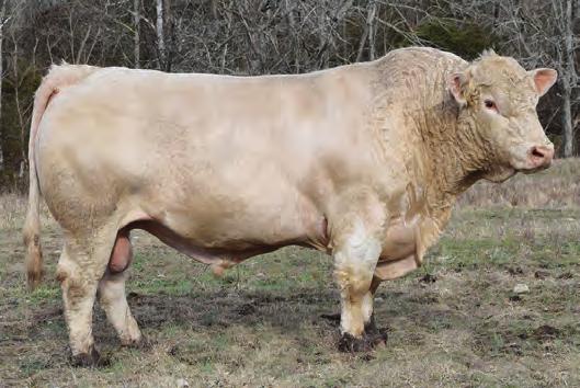 Dam is a daughter of the 488 Cavendar donor cow, making her a sib to lot 55 cow. She ranks in the top 20% for CE, 15% for BW,WW, & SC and 20% for MTL.