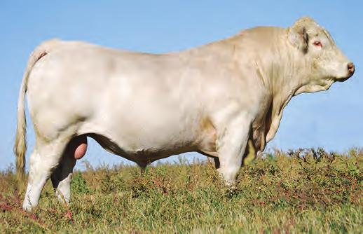 95 W3071 is one of President s most proven daughters with several bull calves topping sales.