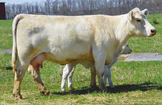 767-0.5 1.5 28 41 5 2.2 18 0.6 10 0.42 0.002 0.02 180.34 82A: Polled heifer calf (#807), born 2/16/18, 88 lbs., sired by RE Legendary 523 ET.