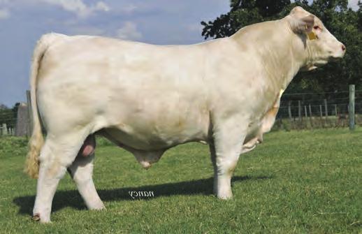 Lotu3 JLS CURLY Bull 8/12/16 POLLED M877625 LE D008 LT SILVER DISTANCE 5342P LT LONG DISTANCE 9001 PLD LT BELLE 7026 P WR TRAVEL AGENT A602 M836604 NWMSU DOC SILVER 362 PLD WR MISS SILVER Y601 WR