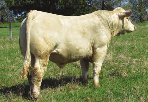 COOLEY ROYCE 1107T39 His genetic influcence sells!