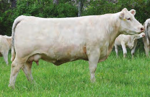 HORIZON 1119A POL WCR SIR DUKE 761 WCR MISS MAC IV 534 JWK MIRANDA F208 ET F785685 MR. KMH T01 POLLED WCR MISS T 719 WCR MISS TRADITION 562 10.4-2 24 43 9 8.4 21 0.8 9 0.4-0.004 0.1 191.8 P.E. 7/24/2017 to 4/1/2018 to M6 Law and Order 577 P (m875914).
