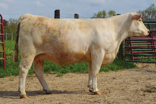 F208 was sold by Double-H Charolais to Spring Ridge Cattle for $10,000 to join their exclusive ET program. The Dakota Wind females were outstanding producers with great udder quality.