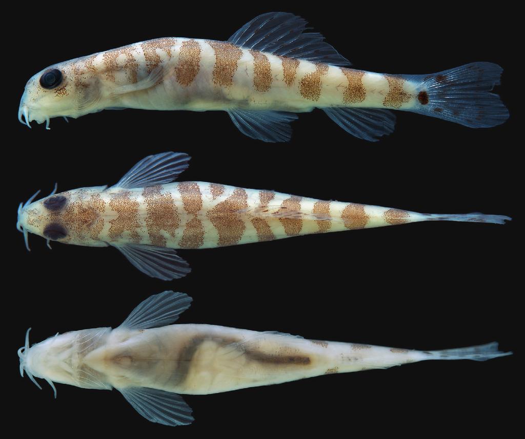 195 Fig. 1. Schistura diminuta, ZRC 53105, holotype, 18.1 mm SL, female; Cambodia, Sekong River. tally placed, posteriormost tip reaching anal-fin origin when depressed.