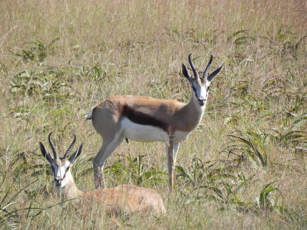 Plains Game HuntingPackages Waterbuck Package 7 DAY SAFARI diamond concession south africa Oryx Package 8 DAY SAFARI diamond concession south africa Nyala Package 7 DAY SAFARI pongola south africa -