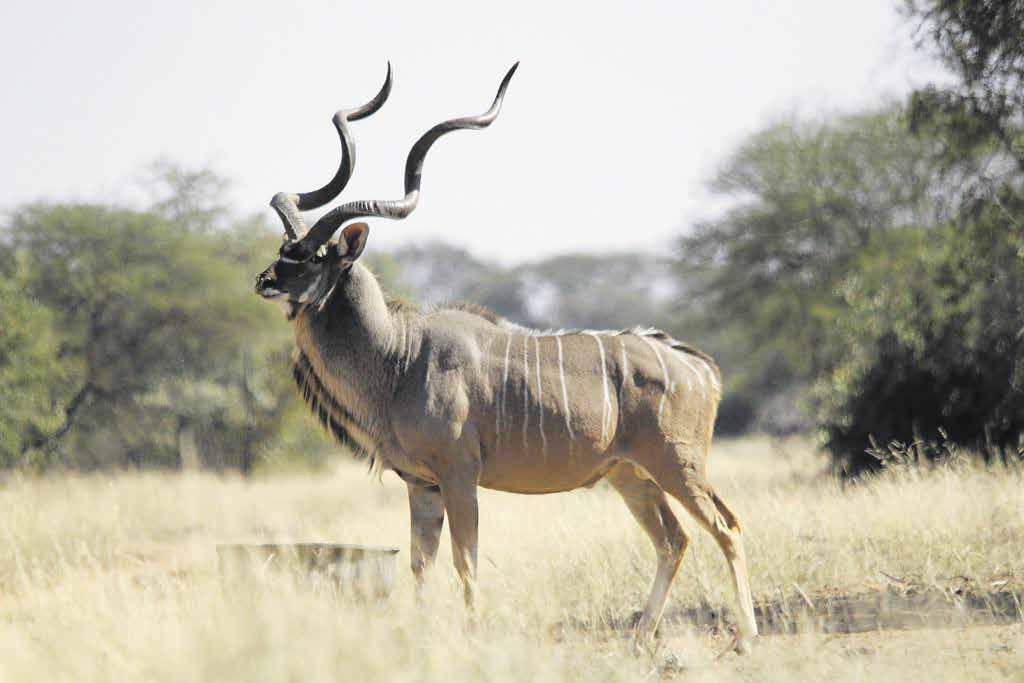 Plains Game HuntingPackages Gemsbuck Package 7 DAY SAFARI soutpansberg south africa 1st Time Hunters Package 7 DAY SAFARI pongola-zululand south africa African Dream Package 8 DAY SAFARI diamond