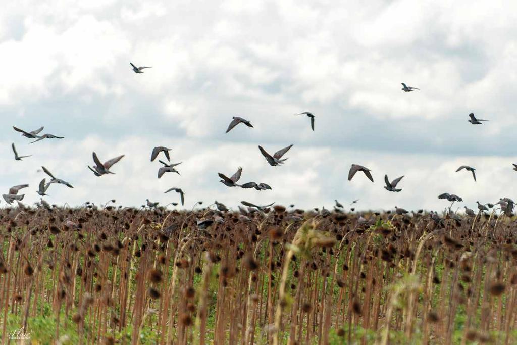 Wingshooting Packages South Africa is gifted with wild game bird populations of which there are more than fifty species.