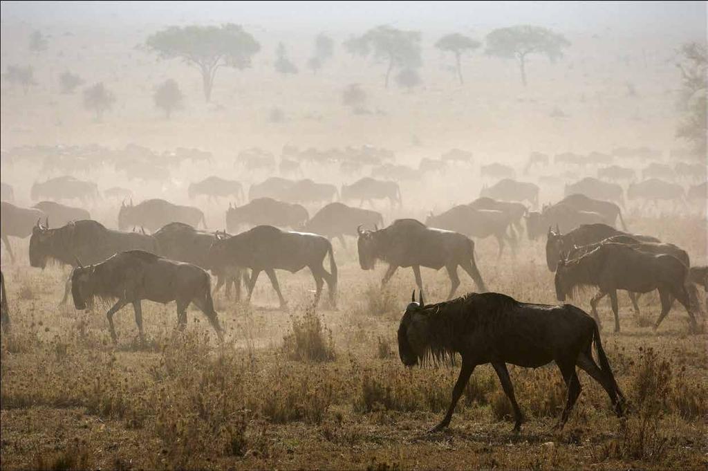 "Unforgettable Hunting Safaris in