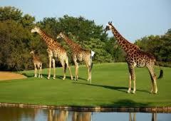 DAY 18 - Saturday Skukuza Golf Today is Round Eight of the Tour The