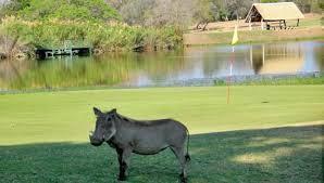 After breakfast, the Golfers depart for The  This is in the Kruger Park