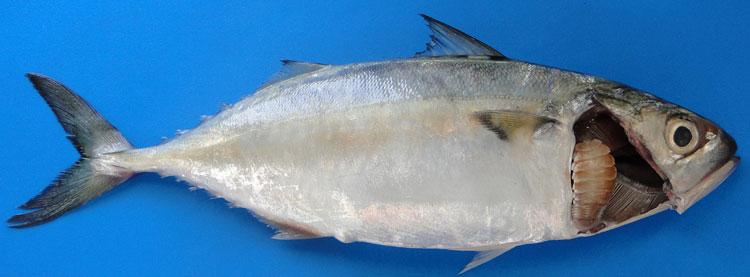Fig. 3 Norileca indica infecting the branchial cavity of Rastrelliger kanagurta than two Ceratothoa imbricata (one male and one female) on the host fish.