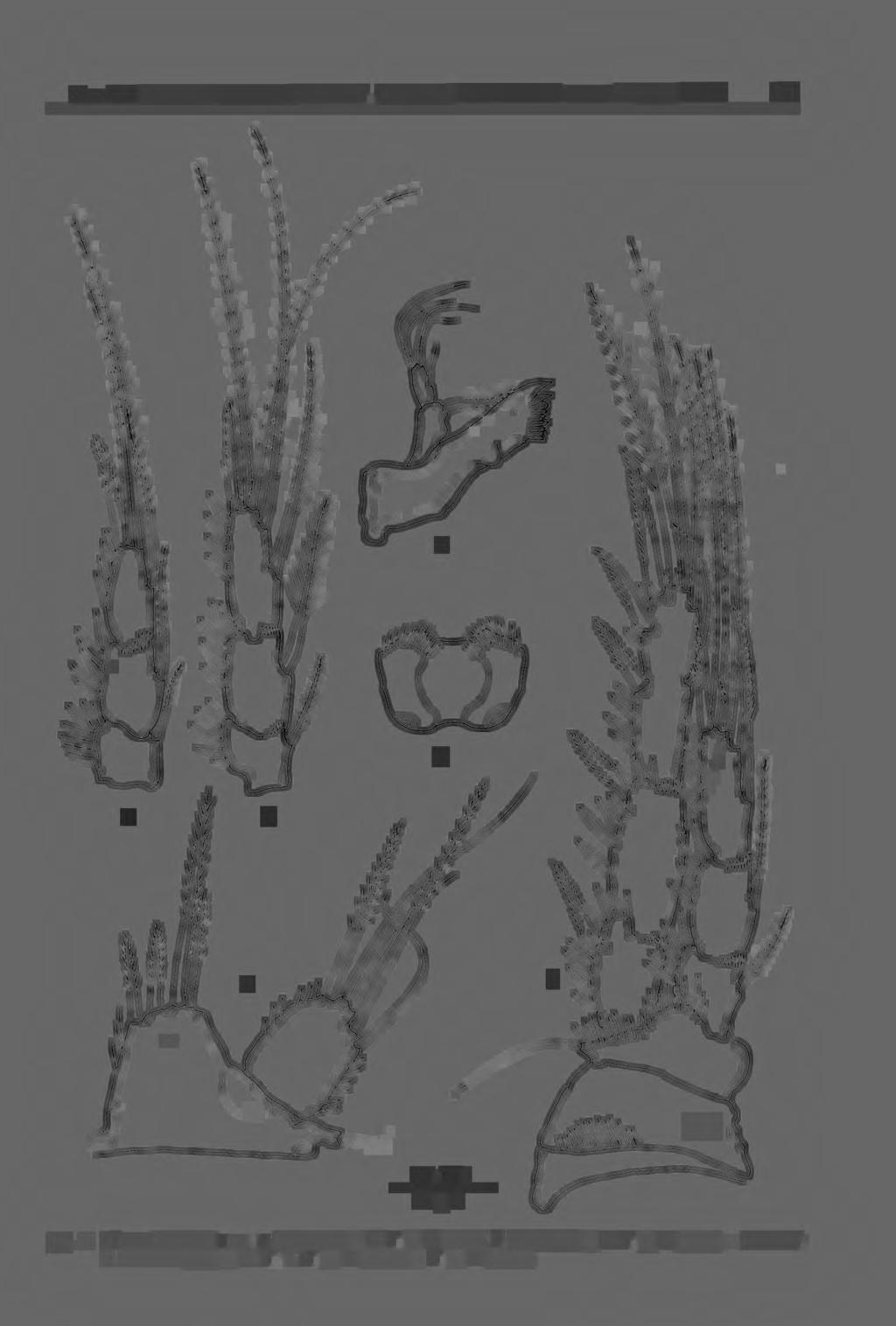 New and interesting copepods (Crustacea, Copepoda) from brackish waters of