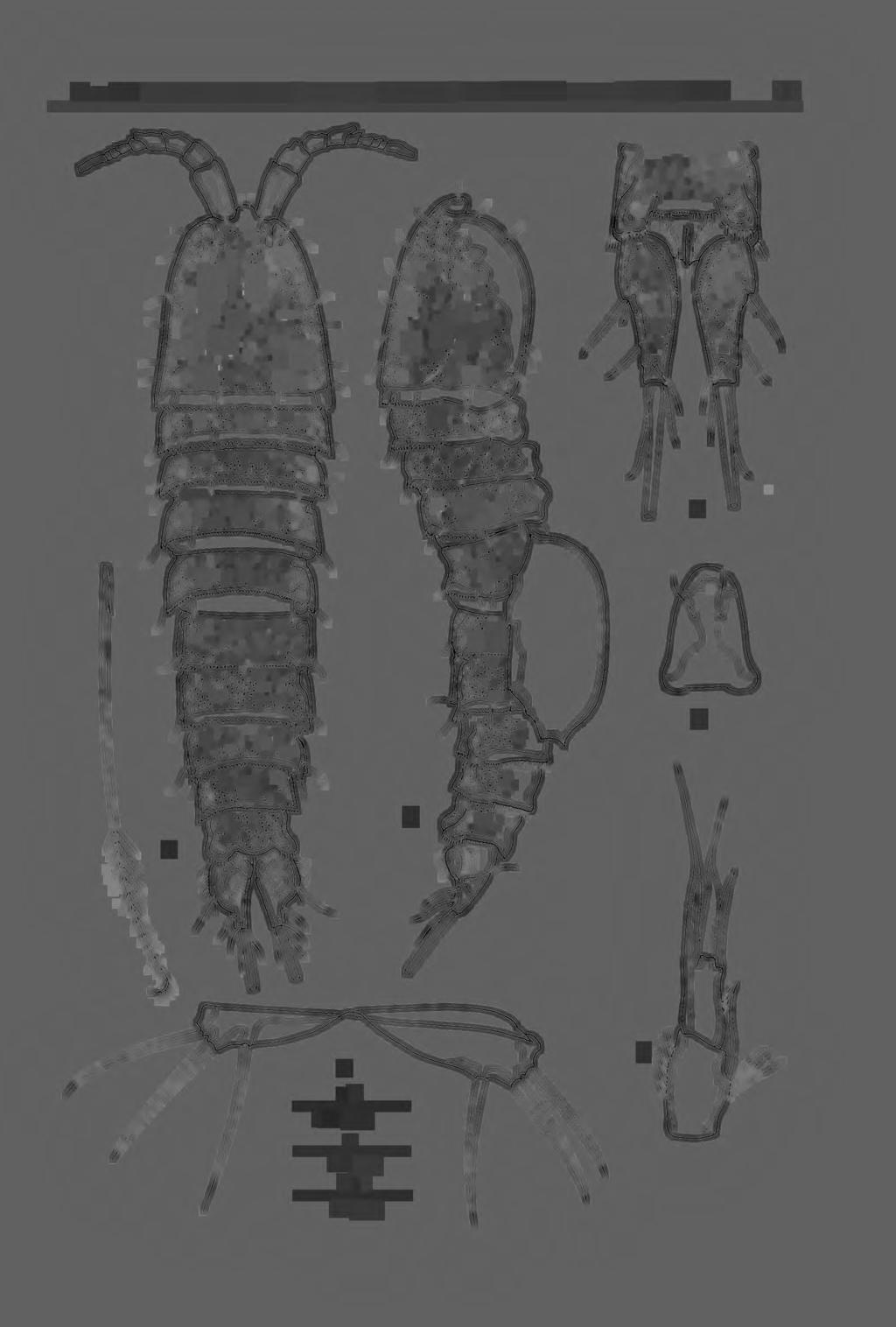 New and interesting copepods