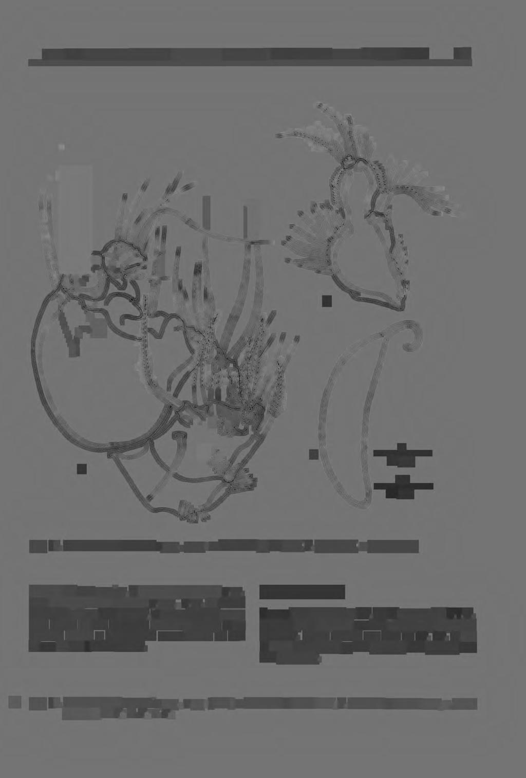 New and interesting copepods (Crustacea, Copepoda) from brackish waters of Laing Island 119 I '. -- ' \ / -... ~~... \ I I I 11 a c c 50JJm ab 25 JJm Fig. 13. Actinocletodes woute rsi n. gen., n.sp.