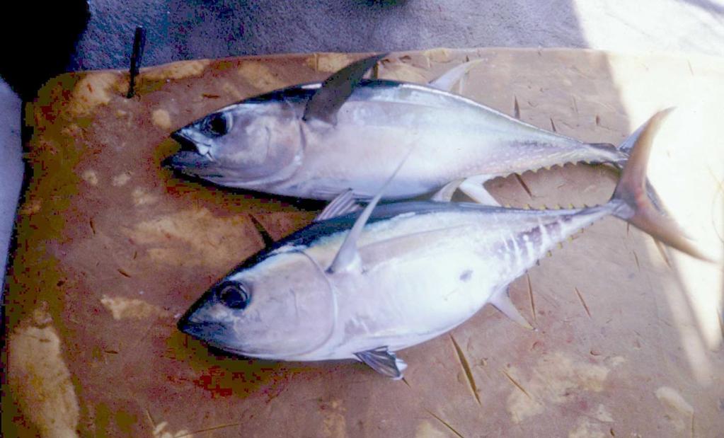 Tuna banks often include several species: here are a yellowfin tuna and a bigeye tuna (below) The information obtained A total of 12 archival tags have been recovered to date (January 23); apart from
