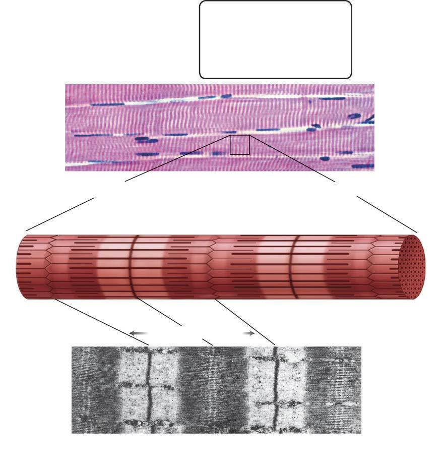 Sarcomeres The striped (striated) appearance of a skeletal muscle cell is due to the regular arrangement of myofilaments.