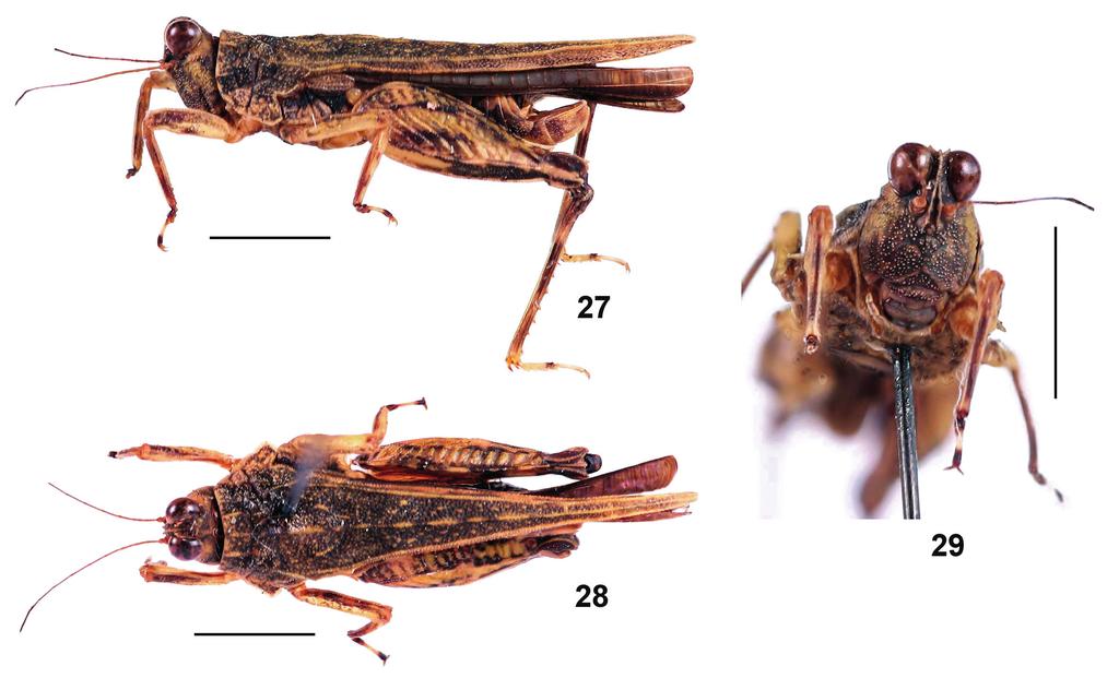 124 Figs 27 29. Hebarditettix chamensis sp. nov., male holotype. 27, body, lateral view; 28, same, dorsal view; 29, same, frontal view. Scale bars: 1 mm.