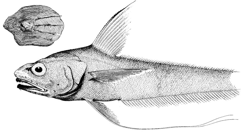 click for previous page 211 First dorsal fin with 2 spines and 9 to 11 rays; teeth along leading edge of spinous first dorsal ray slender, sharp, and prominent; pectoral fin rays i18 to i21; pelvic