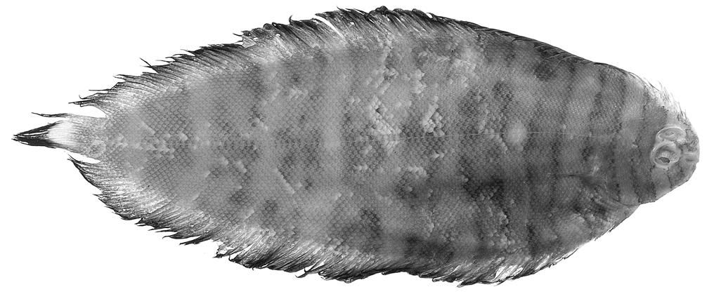 256 Records of the Australian Museum (2004) Vol. 56 Fig. 4. Soleichthys oculofasciatus, holotype, QM I.23589, 107.7 mm SL, Trunk Reef, Australia, 18 23.5'S 146 45'E. posterior of, migrated eye.