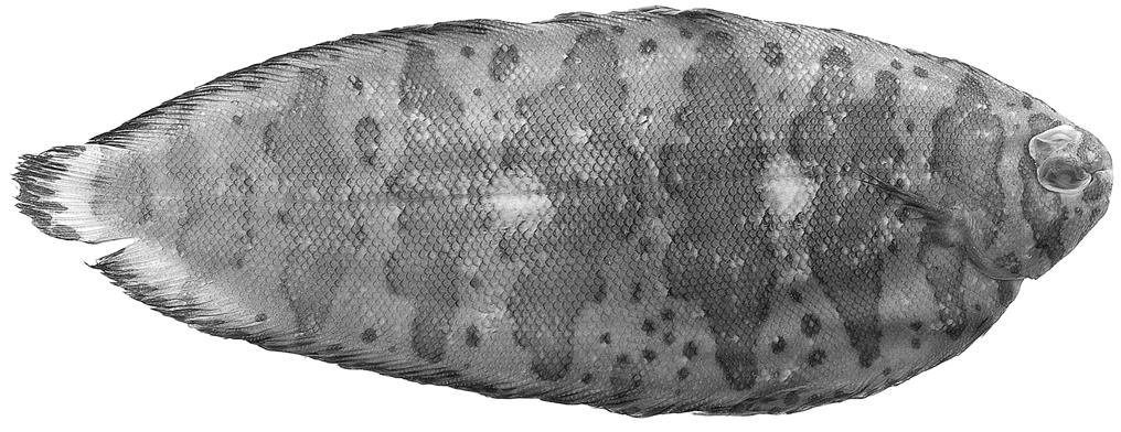 254 Records of the Australian Museum (2004) Vol. 56 Fig. 3. Soleichthys serpenpellis, holotype, AMS IB.7211, 122.7 mm SL, Gulf of Carpentaria, Australia, 12 18 S 139 143 E.
