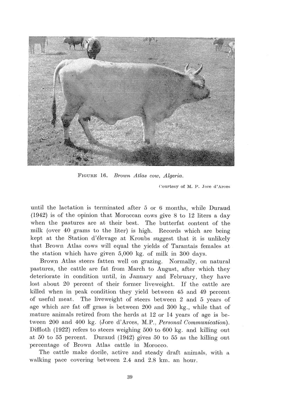 * - FIGURE 6. Brown, Atlas cow, Algeria. Courtesy of M. P.