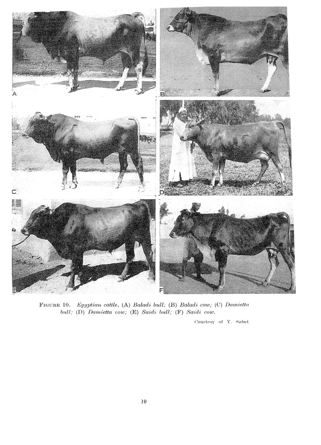 FIGURE 0. Egyptian cattle. (A) Baladi bull,.
