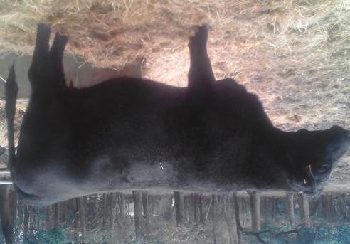 74A WISE D806 OF Y749 AAA# 18232122 Owned by: WISE CATTLE CO Black Polled PB AN Tattoo: B749 BD: 5/3/15 Act. lbs.
