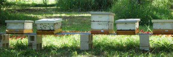 Monitoring and thresholds Survey methods can be used to detect the presence or absence of Varroa or to provide an estimate of the levels of infestation in the hive.