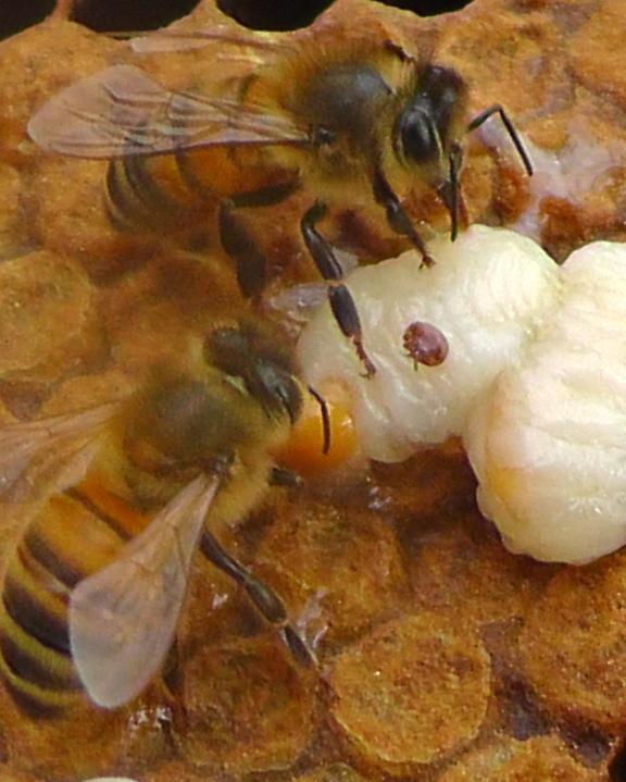 In my area of SE Arkansas, hive inspections every 2 or 3 weeks and testing for Varroa every 6 to 8 weeks are necessary to prevent hive losses.