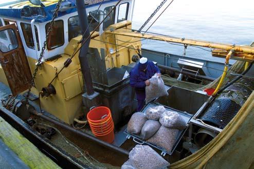 The Convention and Recommendation replace a number of earlier ILO instruments (from 1920, 1959 and 1966) covering labour conditions in the fishing sector.