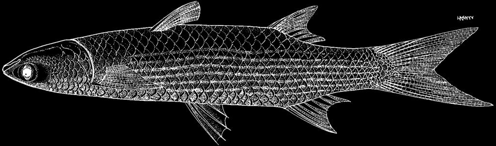 1084 Bony Fishes Mugil liza Valenciennes in Cuvier and Valenciennes, 1836 Frequent synonyms / misidentifications: Mugil lebranchus Poey, 1860 / Mugil brasiliensis Spix in Spix and Agassiz, 1831.
