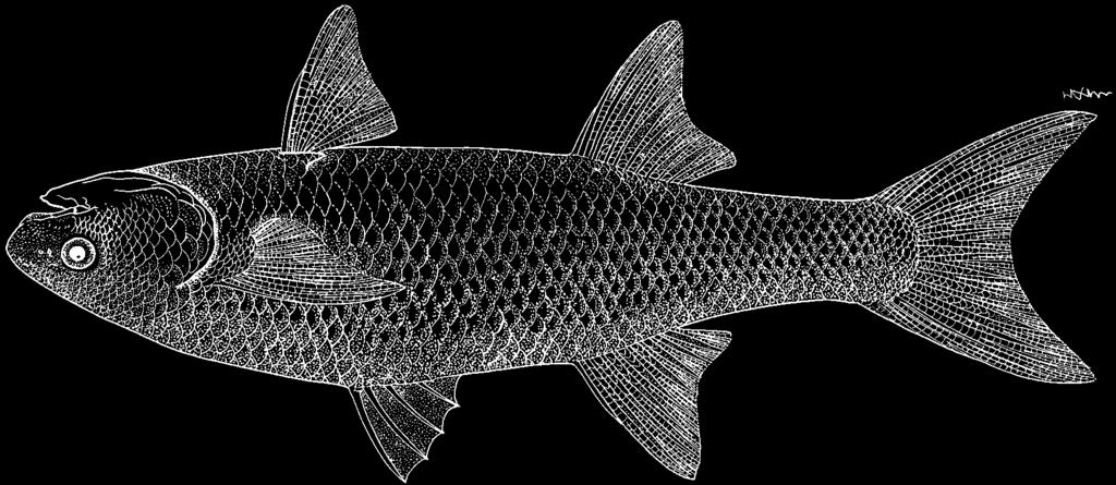 1078 Bony Fishes Joturus pichardi Poey, 1860 Frequent synonyms / misidentifications: None / None. FAO names: En - Bobo mullet; Fr - Mulet bobo; Sp - Lisa bobo (Cuyamel).