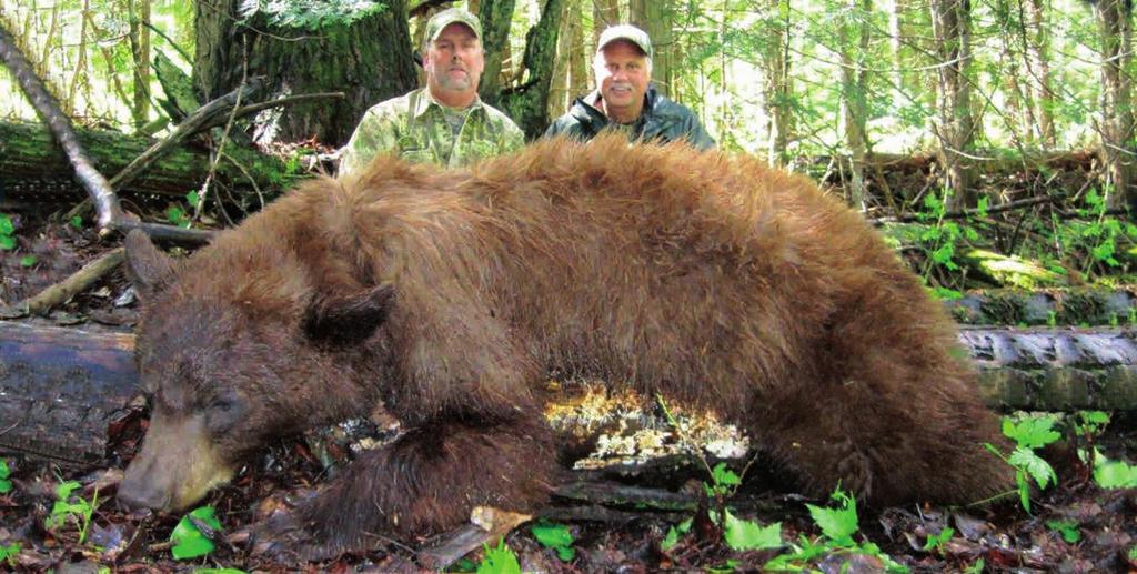 The outfitter also is offering a very unique early May bear hunt/beaver trapping combo for two adventurous hunters that would enjoy catching upwards of 100 beavers and hopefully taking a couple big