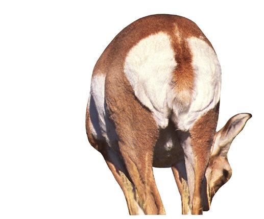 851234000034 ANTELOPE BUCK 0003 Great for spot-and-stalk or water hole setups, Montana s Antelope Buck decoy is lightweight, easy-to-pack Pronghorn poison.