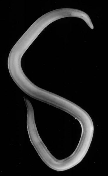 Biology Platyhelminthes - flatworms Nemertea ribbon worms or proboscis