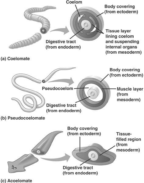 Coelomate is an organism that has a coelom; segmented worms (all
