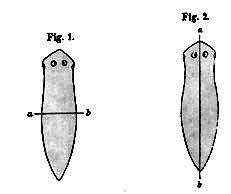 8. How do Platyhelminthes reproduce?