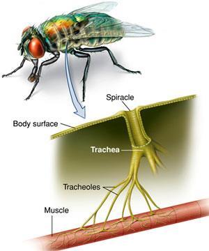 Gaseous Exchange in Insects (extra info) Insects have a series of air filled tubes that provide oxygen to living cells, called trachea Air enters this tracheal system via special inlets called