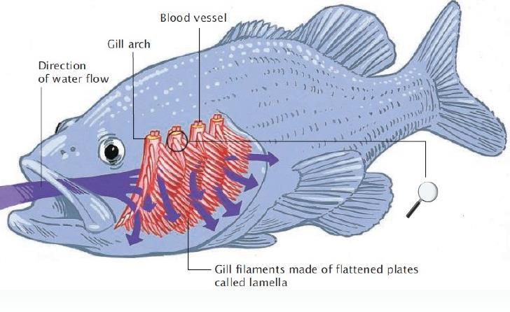 Gaseous Exchange in Fish (extra info.