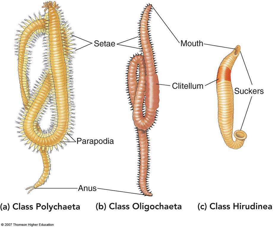 Coelomates: Protostomes I. Characteristics A. Pseudocoelom 1. Presence of a true coelom a. Body cavity lined by peritoneum 2. Digestive tract surrounded by muscle 3. Circulatory system II. P. Annelida: Segmented worms A.