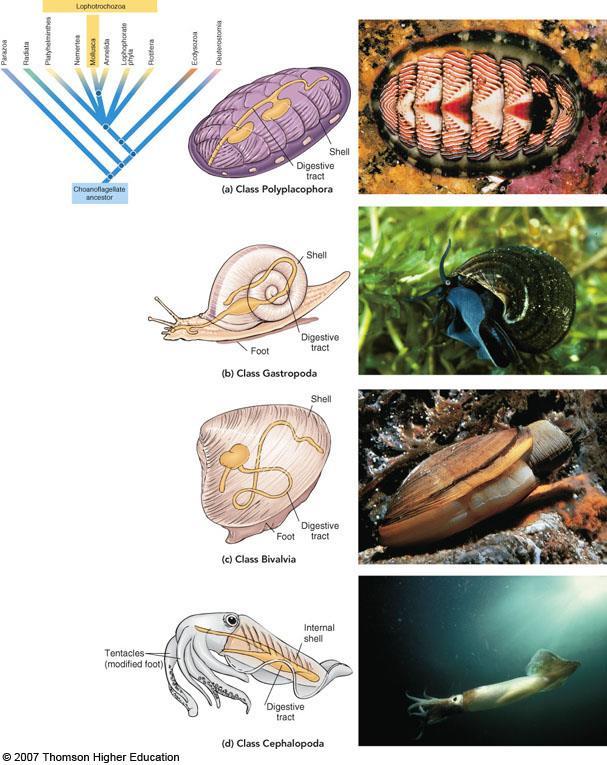 III. P. Mollusca: A. Characteristics 1. Mollusks are characterized by possession of the following features: a. Radula (rasping organ) present (except in bivalves) b.