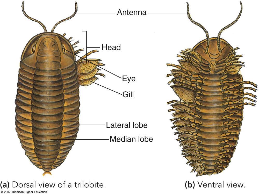 IV. P. Arthropoda A. Characteristics 1. Bilateral symmetry with three (3) germ layers 2. Body is usually segmented and jointed externally a. Head, thorax and abdomen are variously distinct or fused 3.
