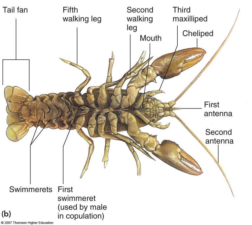 E. Subphylum Crustacea 1. Characteristics a. Have jaws b. Antenna c. Various number of paired appendages i. Including three or more pairs of walking legs 2.