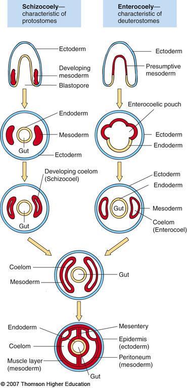 1. Protostomes a. Spiral cleavage b. Determinant cleavage c. Schizocoelous coelom formation d.