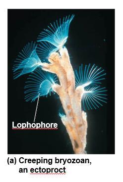 Ectoprocts and Brachiopods Lophophorates have a lophophore, a crown of