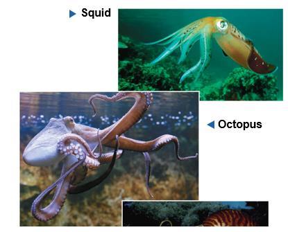 Cephalopods Cephalopods are carnivores with beak-like jaws surrounded by tentacles of their