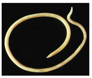 Nematodes Nematodes, or roundworms, are found in most aquatic