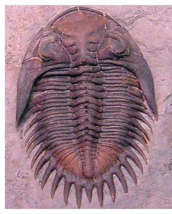 Arthropod Two out of every three known species of animals are arthropods The arthropod