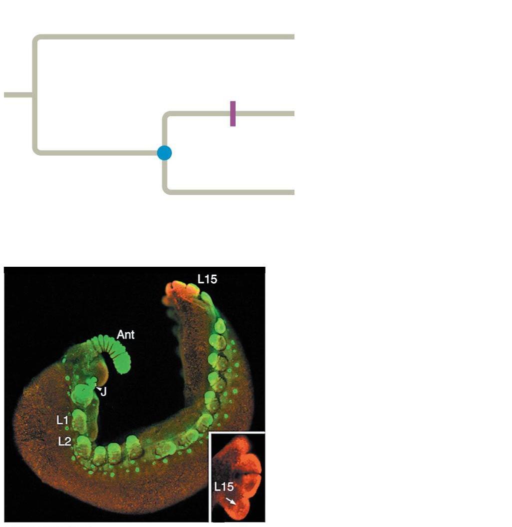 Figure 33.29 Experiment Origin of Ubx and abd-a Hox genes?