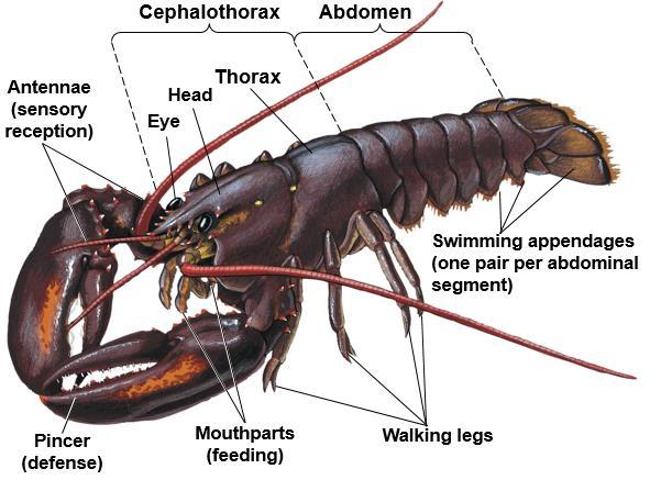 General Characteristics of Arthropods The appendages of some living arthropods are modified for functions such as walking, feeding, sensory reception, reproduction, and defense These modified
